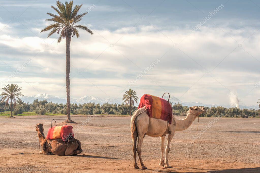 Vue désertique en Afrique du Nord
